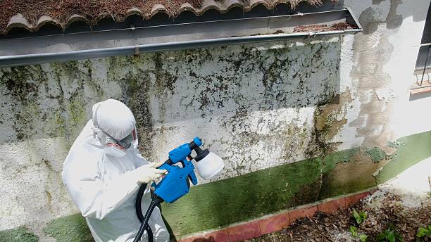 Top rated local Bathroom Mold Removal specialists in Mead, WA